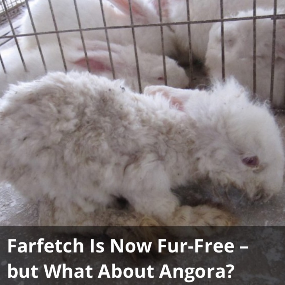 PLZ BUY PRE-OWNED FUR PRODUCTS
‼️NOT FOR SALE‼️ - Picture 6 of 13